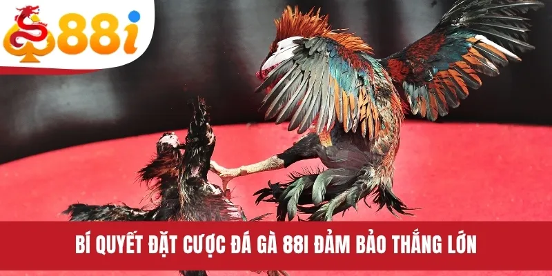 Bí quyết đặt cược đá gà 88i đảm bảo thắng lớn