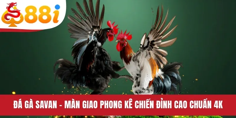 Đá Gà Savan - Màn Giao Phong Kê Chiến Đỉnh Cao Chuẩn 4K