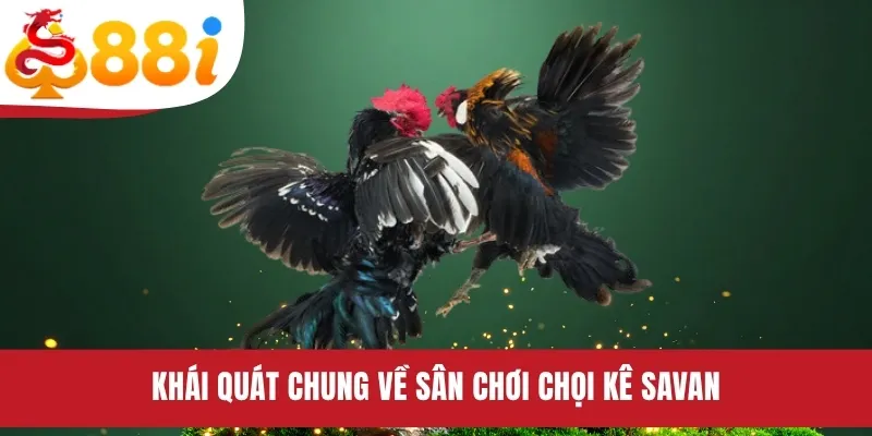 Khái quát chung về sân chơi chọi kê Savan